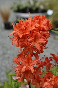 Azalea Brazil